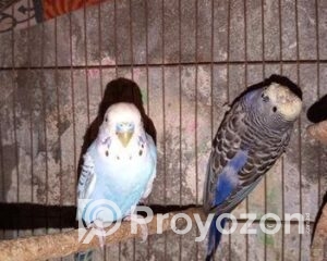 fitted-35_2025-11-12_09-46-56