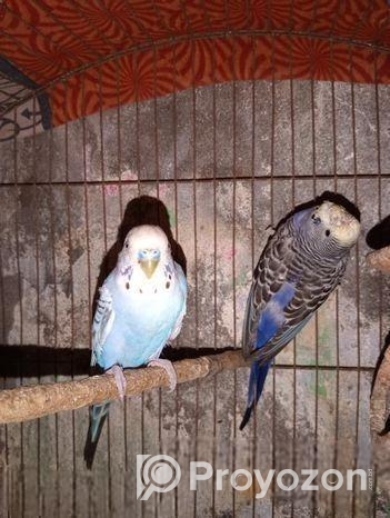 বাজিগার পাখি প্রতি মাসে ডিম বাচ্চা করে ফুল এডাল