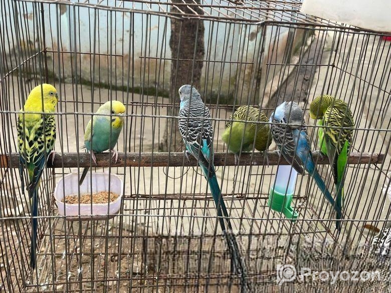 ক্লাসিক বাজ্রিগার রানিং