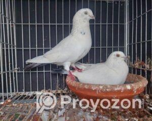 fitted-35_2025-11-15_12-24-54