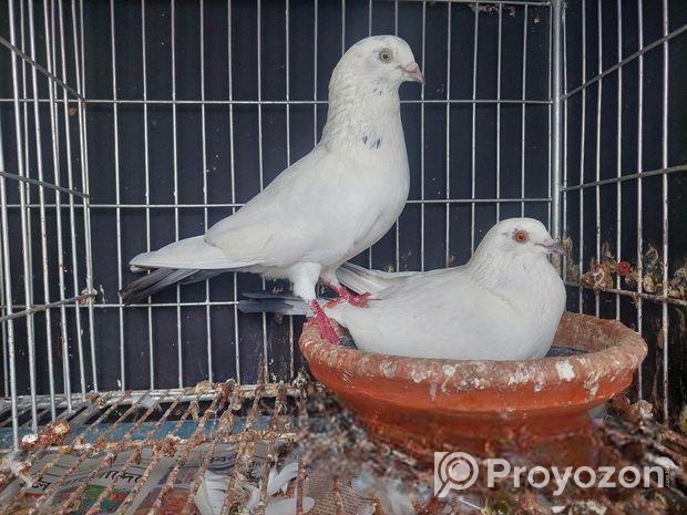 কবুতর বিক্রি