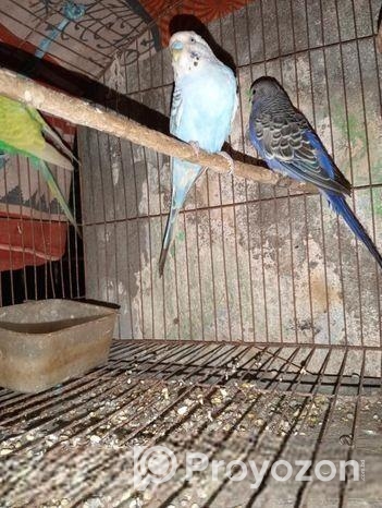 বাজিগার পাখি প্রতি মাসে ডিম বাচ্চা করে ফুল এডাল