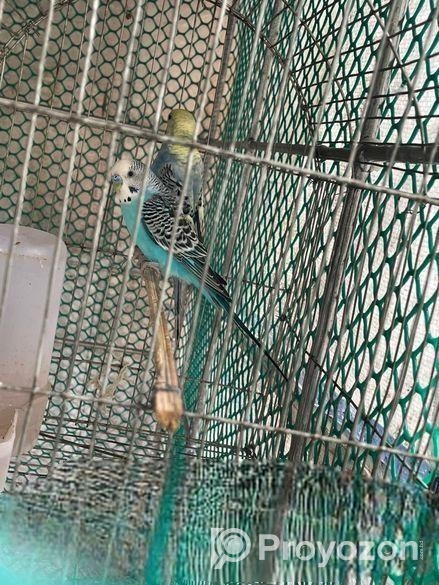 ক্লাসিক বাজ্রিগার রানিং