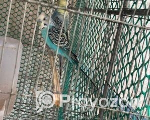 fitted-36_2025-11-12_10-21-12