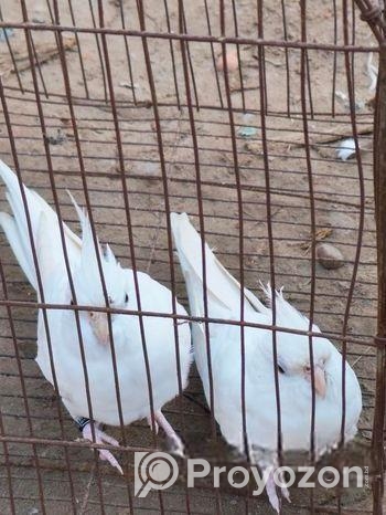 অ্যালবেনীয় কোকাটেল