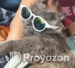 fitted-36_2025-11-27_09-51-49