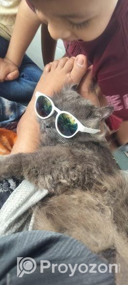 Traditional Persian Cat