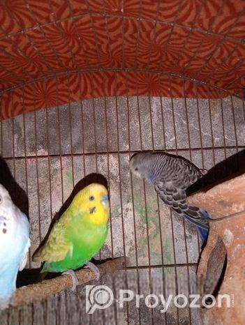 বাজিগার পাখি প্রতি মাসে ডিম বাচ্চা করে ফুল এডাল