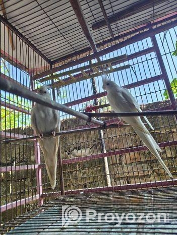 অ্যালবেনীয় কোকাটেল