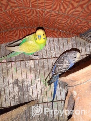 বাজিগার পাখি প্রতি মাসে ডিম বাচ্চা করে ফুল এডাল