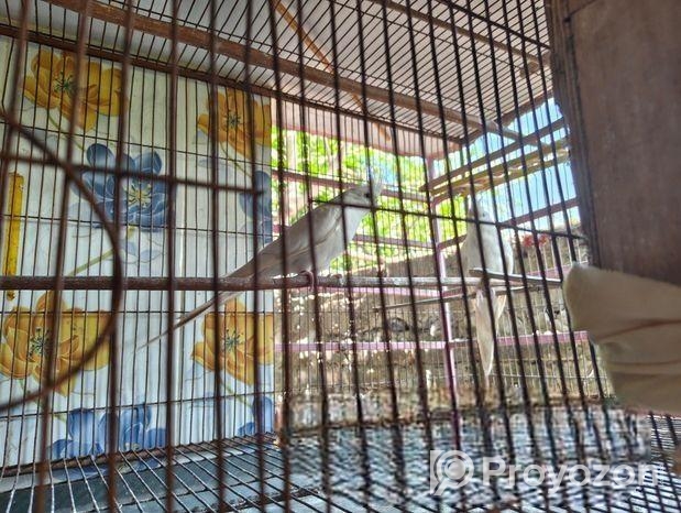 অ্যালবেনীয় কোকাটেল