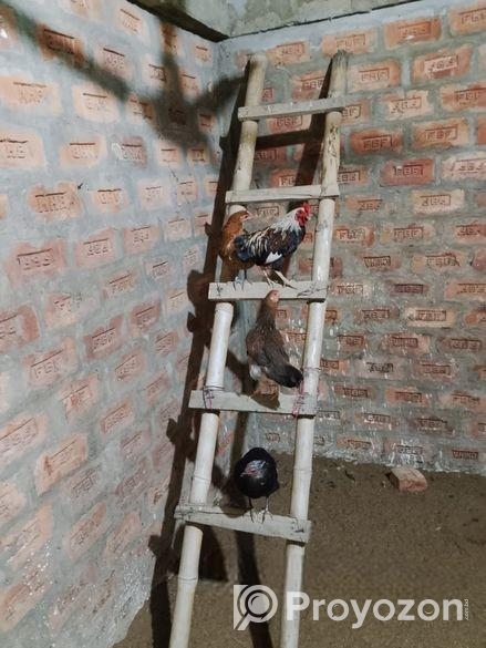 দেশি মুরগি