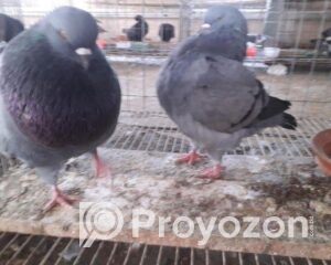 fitted-3_2025-11-02_10-13-52