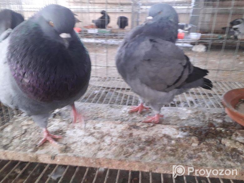 কিং রানিং পেয়ার