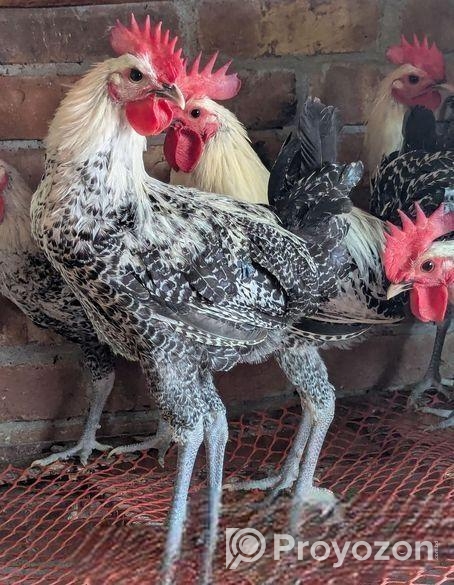 ফাউমি মোরগ