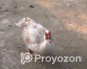 fitted-3_2025-11-09_15-36-12