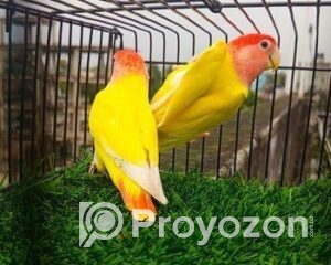 fitted-3_2025-11-13_09-27-39