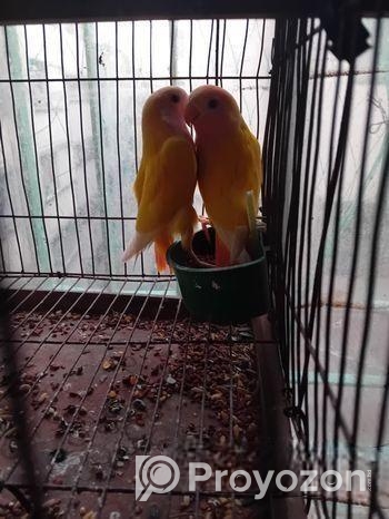 লাভবার্ড (হলুদ রং ; রেড আই) এক জোড়া পাখি বিক্রিয় হবে।