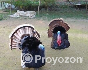 fitted-3_2025-11-18_09-50-10