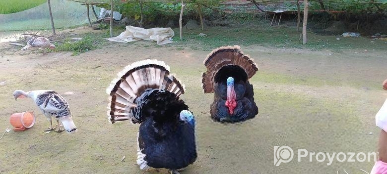 টার্কি বাচ্চা