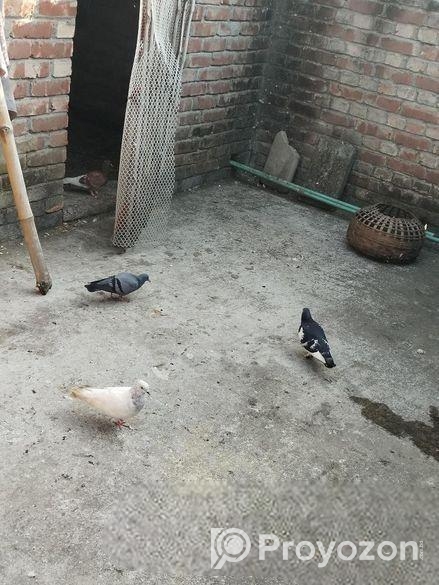 দেশি কবুতর