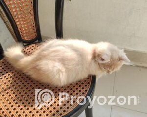 fitted-3_2025-11-30_17-28-17