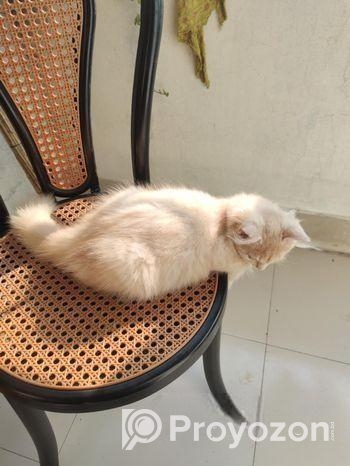 Persian Long Coat Brown Colour