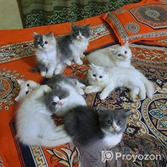 Traditional Persian Cat