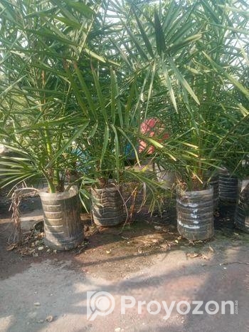 আজো আঁ খেজুর গাছ