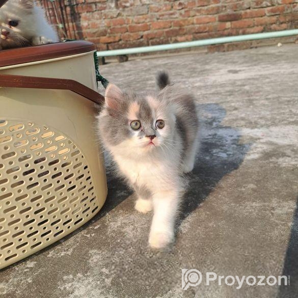 Traditional Persian Cat