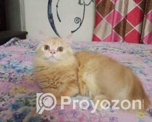 fitted-41_2025-11-25_10-12-06