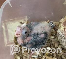 fitted-42_2025-11-01_12-30-31