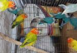 Lovbird Ranning Pakhi