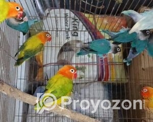 fitted-42_2025-11-06_11-33-28