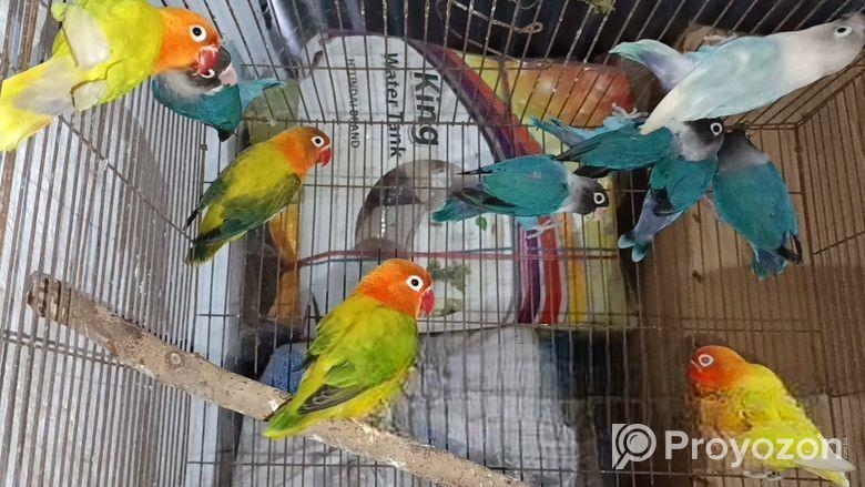 Lovbird Ranning Pakhi