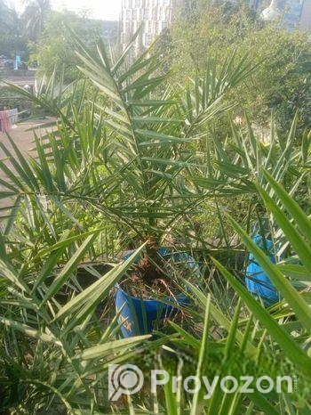 আজো আঁ খেজুর গাছ