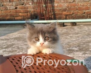 fitted-42_2025-11-19_11-06-11