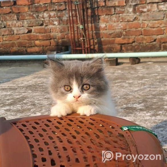 Traditional Persian Cat