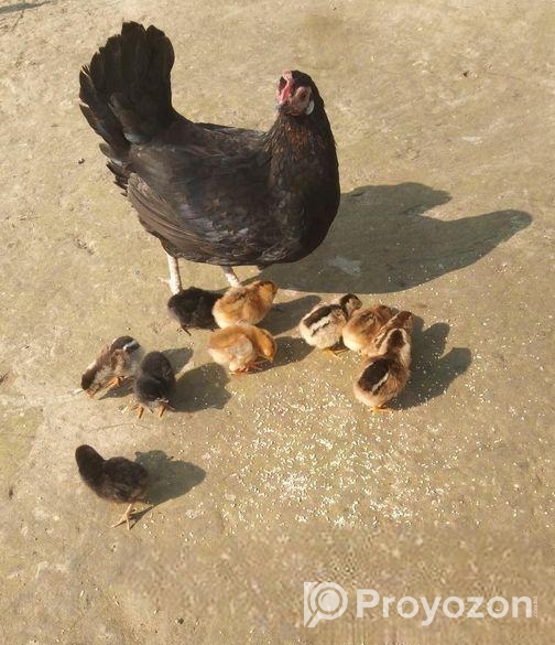 বাচ্চাসহ মুরগী বিক্রয় হবে