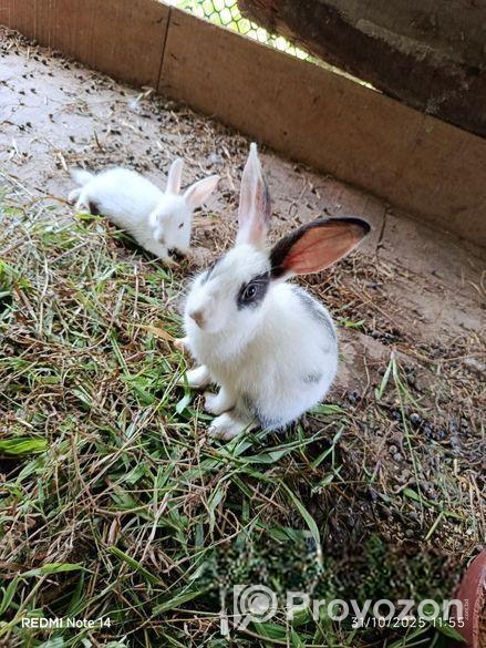 খরগোশ বিক্রি হবে