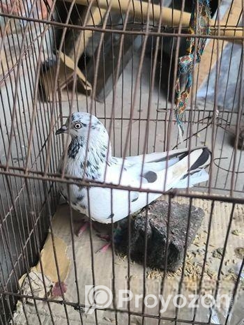 গিরিবাজ মাদি