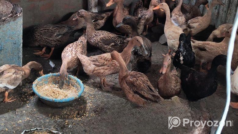 খাঁকি ক্যাম্পবেল ডিম পাড়া হাঁস বিক্রি করা হবে