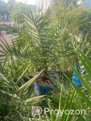 আজো আঁ খেজুর গাছ