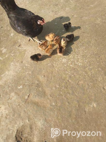 বাচ্চাসহ মুরগী বিক্রয় হবে