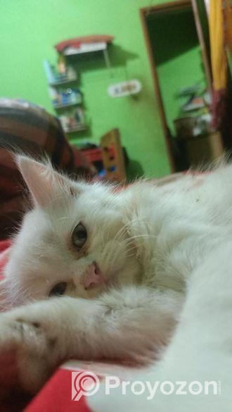 Persian Dubble Cot Doll Face Cat