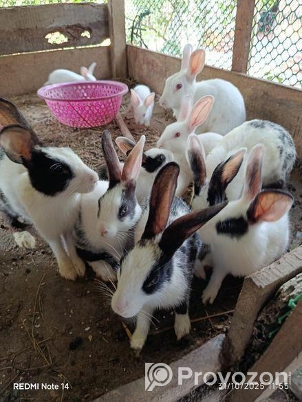 খরগোশ বিক্রি হবে