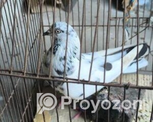 fitted-44_2025-11-03_11-21-37