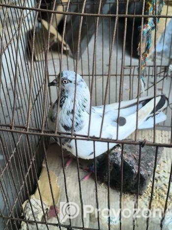 গিরিবাজ মাদি