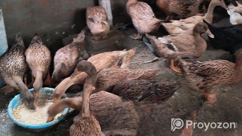 খাঁকি ক্যাম্পবেল ডিম পাড়া হাঁস বিক্রি করা হবে