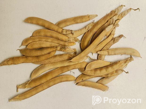 অপরাজিতার নীল সৌন্দর্য এখন আপনার ঘরেই